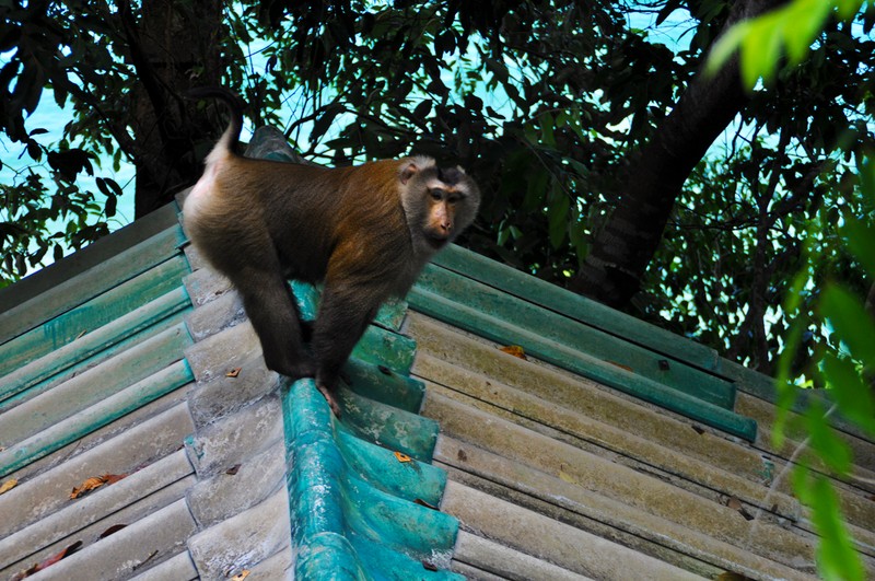 Bücher | Curry-Competition | Nr. 82 Curry Competition 2