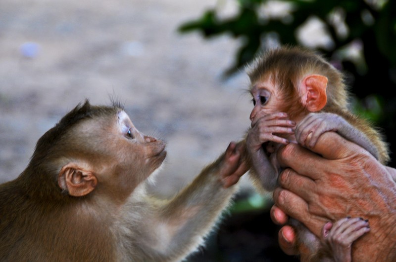 Bücher | Curry-Competition | Nr. 64 Curry Competition 21