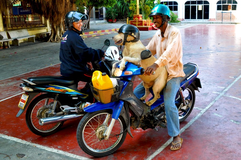 Bücher | Curry-Competition | Nr. 62 Curry Competition 23