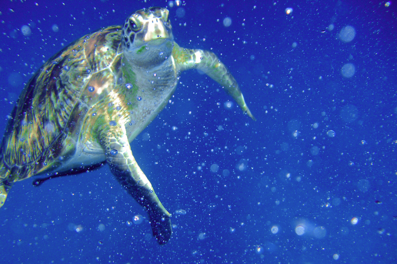 Bücher | Curry-Competition | Nr. 59 Curry Competition 26