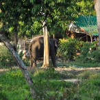 Curry-Competition | Tag 3: Khlong Phrao Beach | Nr. 45 2010 02 26 12.23.57