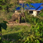 Curry-Competition | Tag 3: Khlong Phrao Beach | Nr. 47 2010 02 26 12.24.22