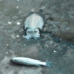 Curry-Competition | Tag 8: Surat Thani, Donsak und rüber nach Koh Pha Ngan | Nr. 11 2010 03 03 10.33.59