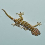 Curry-Competition | Tag 9: Chaloklum und der Chà ang-dt<u>a</u>t-phóm | Nr. 53 2010 03 05 00.05.12