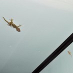 Curry-Competition | Tag 9: Chaloklum und der Chà ang-dt<u>a</u>t-phóm | Nr. 54 2010 03 05 00.05.20