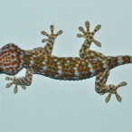 Curry-Competition | Tag 9: Chaloklum und der Chà ang-dt<u>a</u>t-phóm | Nr. 55 2010 03 05 00.08.01