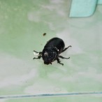 Curry-Competition | Tag 9: Chaloklum und der Chà ang-dt<u>a</u>t-phóm | Nr. 56 2010 03 05 00.08.39