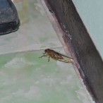 Curry-Competition | Tag 9: Chaloklum und der Chà ang-dt<u>a</u>t-phóm | Nr. 59 2010 03 05 02.31.02