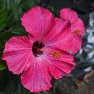 Curry-Competition | Tag 10: Hell’s Dennis, Mama Pooh und der Fuck Bucket | Nr. 23 2010 03 05 17.10.28