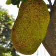 Jackfrucht