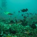 Mönchsfische u.a.
