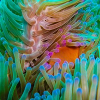 Bücher | Curry-Competition | Nr. 102 Tage 14–16 : Tauchen, tauchen, tauchen …