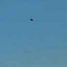 Curry-Competition | Tag 19: Die bescheuerte James-Bond-Tour | Nr. 66 … und wieder ein Adler