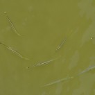 Curry-Competition | Tag 19: Die bescheuerte James-Bond-Tour | Nr. 91 2010 03 14 13.32.44