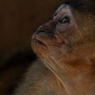  | »Curry-Competition« gibt es ab sofort vier Wochen lang kostenlos! | Nr. 6 2010 03 14 14.51.00