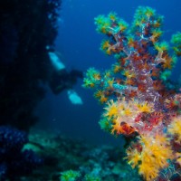 Bücher | Curry-Competition | Nr. 108 Tag 22: Koh Similan: Tauchen im Nationalpark