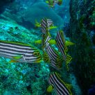  | »Curry-Competition« gibt es ab sofort vier Wochen lang kostenlos! | Nr. 8 Orient-Süßlippen