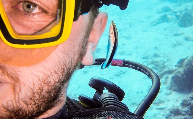 Curry-Competition | Tag 22: Koh Similan: Tauchen im Nationalpark | Nr. 92 Gewöhnlicher Putzerlippfisch bei der Arbeit