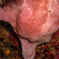 Bücher | Curry-Competition | Nr. 109 Tag 23: Das grüne Monster, die Schildkröte und ein krasser Freak