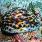 Curry-Competition | Tag 23: Das grüne Monster, die Schildkröte und ein krasser Freak | Nr. 22 Porzellanschnecke