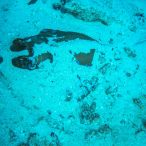 Curry-Competition | Tag 23: Das grüne Monster, die Schildkröte und ein krasser Freak | Nr. 23 Blaupunktrochen