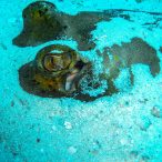 Curry-Competition | Tag 23: Das grüne Monster, die Schildkröte und ein krasser Freak | Nr. 24 Blaupunktrochen