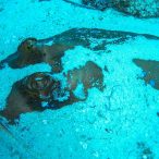 Curry-Competition | Tag 23: Das grüne Monster, die Schildkröte und ein krasser Freak | Nr. 25 Blaupunktrochen