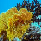 Curry-Competition | Tag 23: Das grüne Monster, die Schildkröte und ein krasser Freak | Nr. 26 2010 03 18 10.22.46