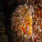 Curry-Competition | Tag 23: Das grüne Monster, die Schildkröte und ein krasser Freak | Nr. 27 2010 03 18 10.31.33