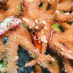 Curry-Competition | Tag 23: Das grüne Monster, die Schildkröte und ein krasser Freak | Nr. 28 2010 03 18 10.32.22