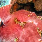 Curry-Competition | Tag 23: Das grüne Monster, die Schildkröte und ein krasser Freak | Nr. 30 Riesen-Anglerfisch