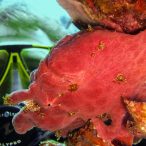 Curry-Competition | Tag 23: Das grüne Monster, die Schildkröte und ein krasser Freak | Nr. 31 Riesen-Anglerfisch