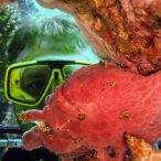 Curry-Competition | Tag 23: Das grüne Monster, die Schildkröte und ein krasser Freak | Nr. 32 Riesen-Anglerfisch