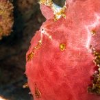 Curry-Competition | Tag 23: Das grüne Monster, die Schildkröte und ein krasser Freak | Nr. 33 Riesen-Anglerfisch