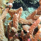 Curry-Competition | Tag 23: Das grüne Monster, die Schildkröte und ein krasser Freak | Nr. 37 2010 03 18 11.00.00