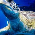  | »Curry-Competition« gibt es ab sofort vier Wochen lang kostenlos! | Nr. 5 2010 03 18 13.09.43