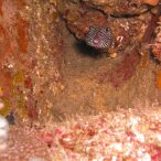 Curry-Competition | Tag 23: Das grüne Monster, die Schildkröte und ein krasser Freak | Nr. 80 Perlhuhn-Kugelfisch