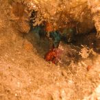 Curry-Competition | Tag 23: Das grüne Monster, die Schildkröte und ein krasser Freak | Nr. 81 Einsiedlerkrebs