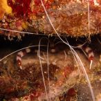 Curry-Competition | Tag 23: Das grüne Monster, die Schildkröte und ein krasser Freak | Nr. 83 Scherengarnele