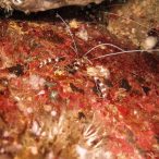 Curry-Competition | Tag 23: Das grüne Monster, die Schildkröte und ein krasser Freak | Nr. 84 Scherengarnele