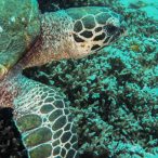 Curry-Competition | Tag 23: Das grüne Monster, die Schildkröte und ein krasser Freak | Nr. 85 Schildkröte