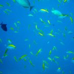 Curry-Competition | Tag 23: Das grüne Monster, die Schildkröte und ein krasser Freak | Nr. 87 Findest Du die Drückerfische?