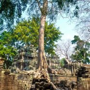 Curry-Competition | Tage 30 & 31: Die Tempel von Angkor | Nr. 193 Ta Prohm