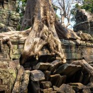 Curry-Competition | Tage 30 & 31: Die Tempel von Angkor | Nr. 194 Ta Prohm