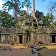 Curry-Competition | Tage 30 & 31: Die Tempel von Angkor | Nr. 195 Ta Prohm