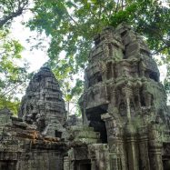 Curry-Competition | Tage 30 & 31: Die Tempel von Angkor | Nr. 200 Ta Prohm