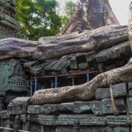 Curry-Competition | Tage 30 & 31: Die Tempel von Angkor | Nr. 201 Ta Prohm