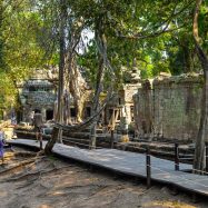 Curry-Competition | Tage 30 & 31: Die Tempel von Angkor | Nr. 203 Ta Prohm