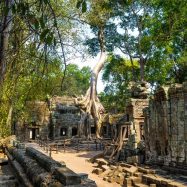 Curry-Competition | Tage 30 & 31: Die Tempel von Angkor | Nr. 204 Ta Prohm