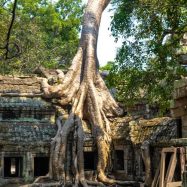 Curry-Competition | Tage 30 & 31: Die Tempel von Angkor | Nr. 205 Ta Prohm